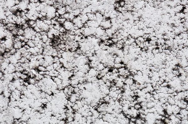 다이 모스와 흙 배경 — 스톡 사진