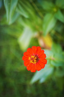 Calendula officinalis çiçekleri