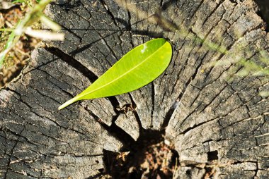 Leaf bitki ağaç kütüğü üzerinde büyüyen