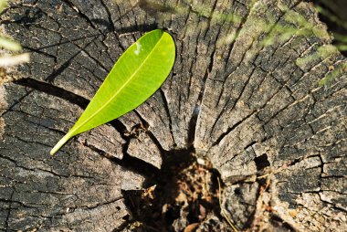 Leaf bitki ağaç kütüğü üzerinde büyüyen