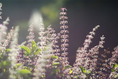 Taze çiçek fesleğen sabah ışık