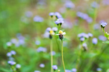  Canlı yeşil çim karşı papatya