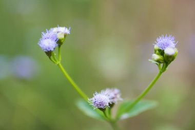  Canlı yeşil çim karşı papatya