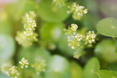 Su Pennywort veya Centella asiatica yaprak