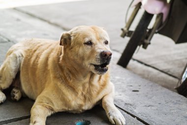 Yaşlı köpek yere dinlenme