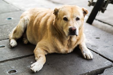 Yaşlı köpek yere dinlenme