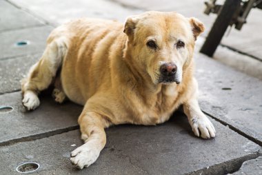Yaşlı köpek yere dinlenme