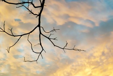 Satır ışık ölü ağaçlar