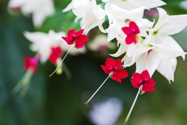clerodendrum thomsoniae çiçek, portre