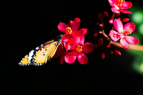 Patch Papillon sur feuille verte  . — Photo