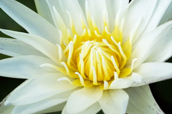 Hardy Waterlily in nature pool — Stock Photo, Image