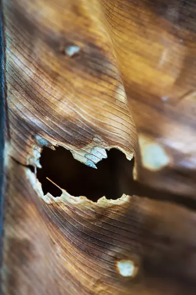 Dying fern leaf — Stock Photo, Image