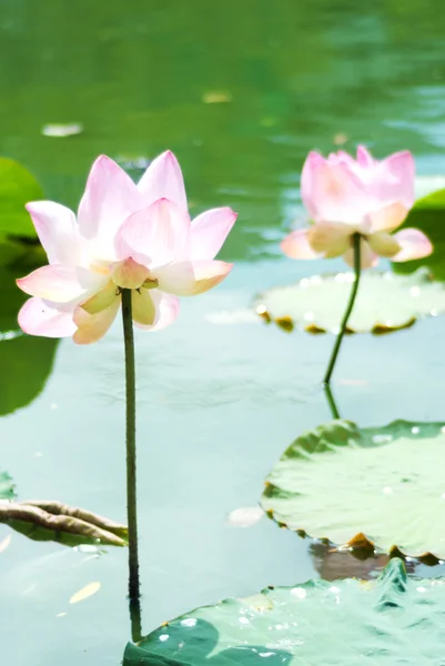 Hardy Waterlily en la piscina de la naturaleza — Foto de Stock