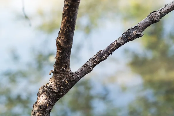 Dead tree in row light — Stock Photo, Image