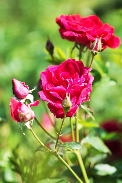 Róża w ogrodzie — Zdjęcie stockowe