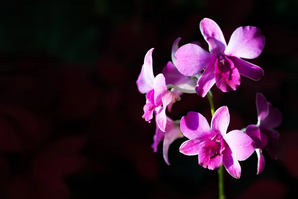 Orchidej v zahradě s měkkým světlem — Stock fotografie