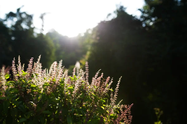 Свежий цветок Василий в утреннем свете — стоковое фото