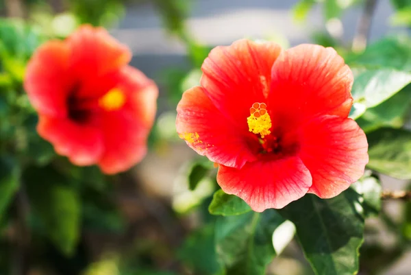 Hibiscus Rosa-Sinensis sabah — Stok fotoğraf