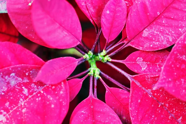 Red poinsettia flowers closeup — Stock Photo, Image