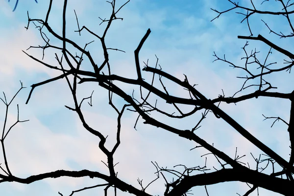 Dode boom in rij licht — Stockfoto