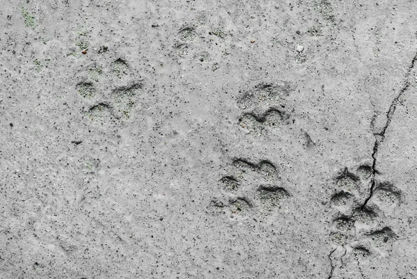 An Footprints of a animal on ground . — Stock Photo, Image