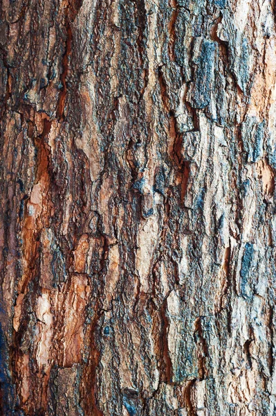 햇빛 시간 지나가는 나무 껍질 — 스톡 사진
