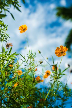 Calendula officinalis çiçekleri. çiçek