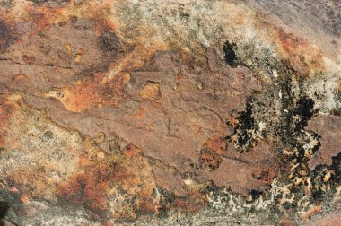 moss ile Taş dokusu