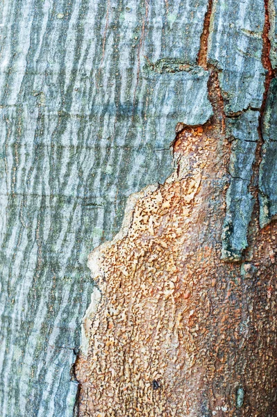 Corteza de árbol en el tiempo de sol que pasa —  Fotos de Stock