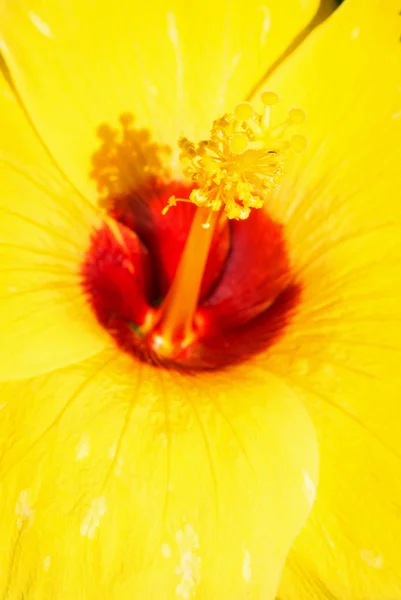 Hibiscus Rosa-Sinensis in morning — Stock Photo, Image