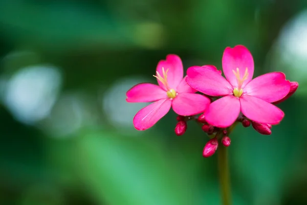 Hibiscus Rosa-Sinensis i morgon — Stockfoto