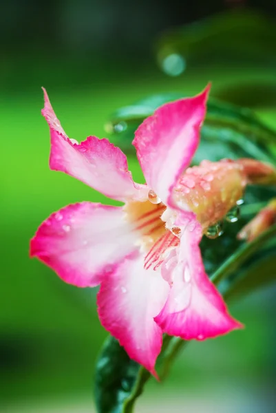 Hibiscus Rosa-Sinensis ráno — Stock fotografie