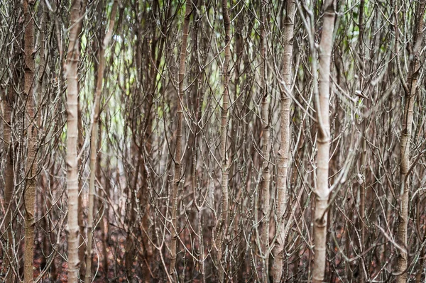 Small tree branch pattern forest — Stock Photo, Image