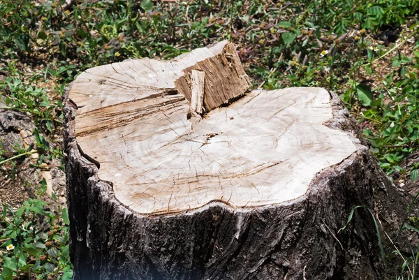 Alberi ceppo in acqua — Foto Stock