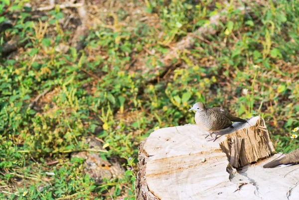 Oiseau sur souche d'arbre — Photo