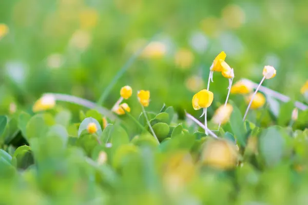 Маленький цветок на земле — стоковое фото