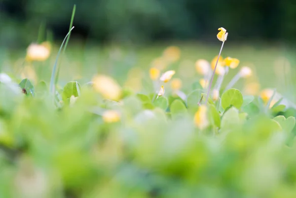 Маленький цветок на земле — стоковое фото