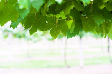 üzüm yaprağı yumuşak ışık 