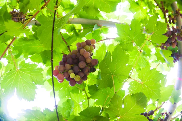 Uva fruto da natureza em luz suave — Fotografia de Stock