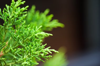 closeup köknar ağacı