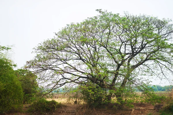 Big tree in nature place with sun light — Stock Photo, Image