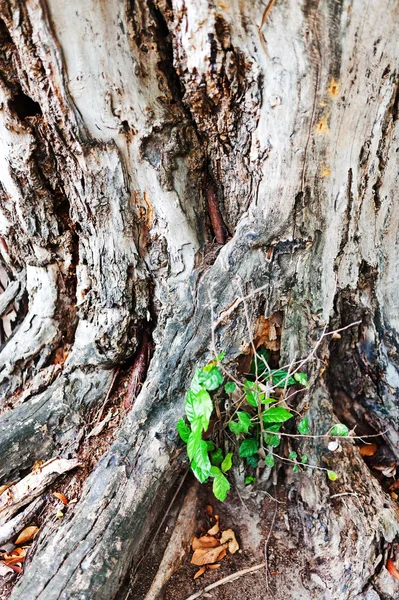 Radice dell'albero nel luogo della natura — Foto Stock