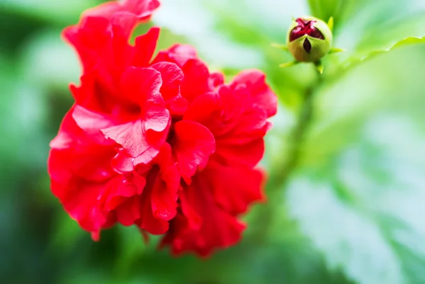 Hibiscus rosa sinensis — Stok fotoğraf