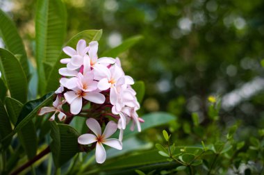 Hibiscus rosa sinensis