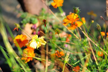 yerdeki küçük küçük çiçek