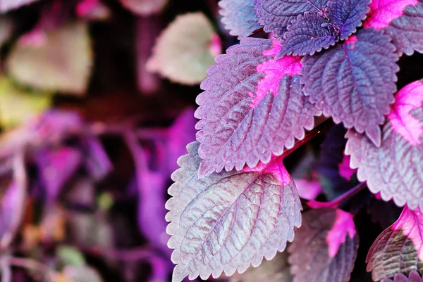 Hoja violeta en luz suave — Foto de Stock