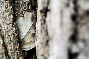 Doğa Yaprak die yumuşak ışık .