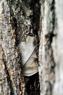 Doğa Yaprak die yumuşak ışık .