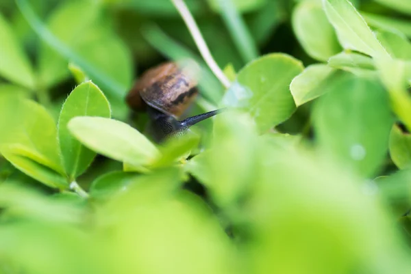 A levél, kerti zöld fűben csiga . — Stock Fotó