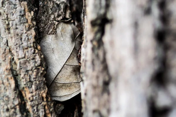 Nature Leaf die in soft light . — Stock Photo, Image